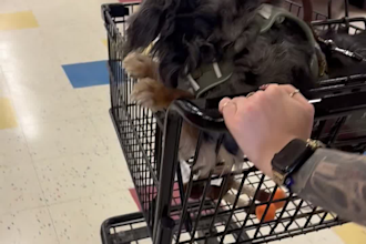 create authentic pet ugc content for your brand