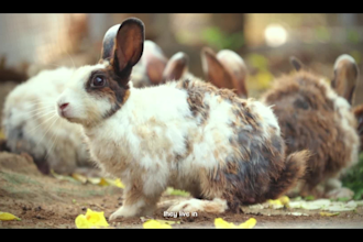 edit and color grade your nature or wildlife documentary video