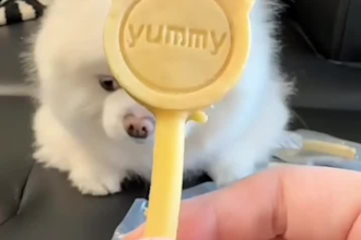 funny videos for youtube tiktok facebook
