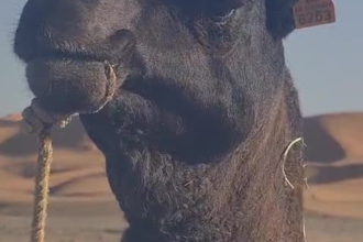 film authentic cinematic desert and camel videos in morocco