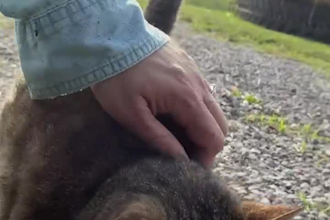 create authentic pet and farm animal ugc ads for social media platforms
