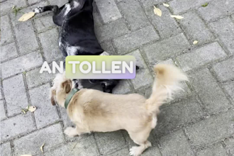 authentic ugc content creation