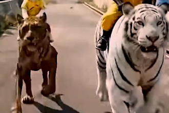 video editing short video editing