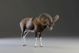 do 3d animal, 3d animal model, 3d animal rigging, 3d creatures, 3d animal hair