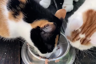 create authentic ugc pet content that boosts your brand