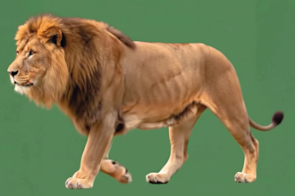 realistic 3d animal model, 3d animal animation with xgen fur, grooming hair