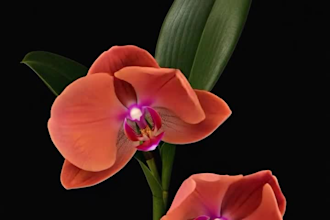 create ai product animation video fashion ads video ai bag animation for ads