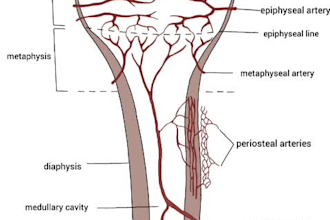 do anatomy and medical illustration