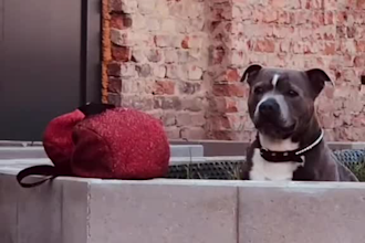 edit your pet videos and drone footage professionally