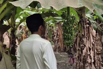 provide a professional male sindhi or urdu voice over