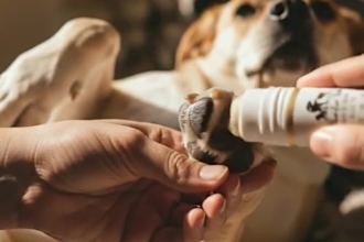 create engaging dog ugc video for  your pet product or service