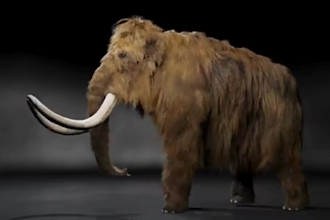 create stylized 3d animal for games and nft, 3d creatures, 3d rigging unreal eng