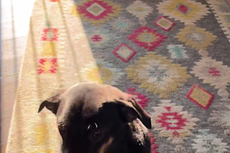 ugc pet content with my beatifull dog