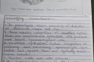 create neat and attractive handwritten notes
