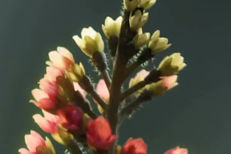 make 3d plant animation, 3d flower model, plant model, 3d plant animation