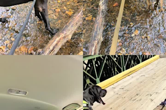 create authentic pet ugc video content for your dog brand