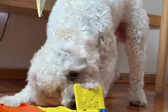 create high converting ugc dog videos and pet product ads