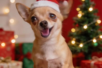create a christmas talking or singing pet video