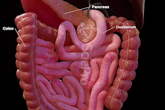 professional 3d medical animation 3d scientific visuals 3d  anatonmy animation