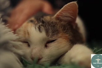 write about pet nutrition, homeopathy, and pet health
