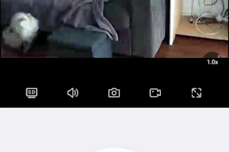create pet ugc with small dog