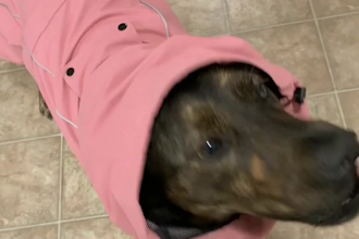 create authentic ugc videos for pet home and lifestyle brands