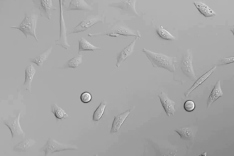 create a 3d oncology moa animation for cancer drugs biotech and pharma education