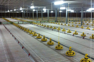 design modern 3d poultry farm and chicken house
