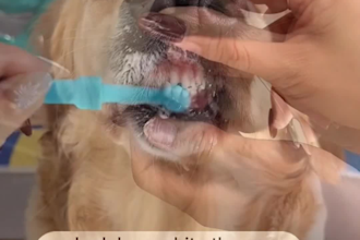 engaging oral care products unboxing pet dental care ugc videos that boost sales