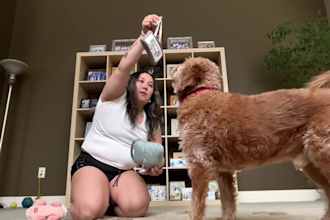 produce pet style ugc video ads for your brand