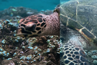 fix your underwater photos and videos