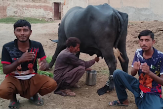 wish funny happy birthday video or happy birthday video