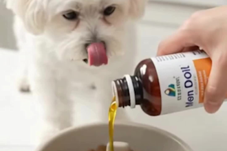 create viral ai ugc video ads for your pet products and gadget accessories