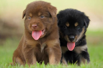 edit cute and emotional pet video