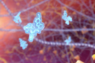 create 3d medical animation for oncology, lung cancer and immunotherapy moa