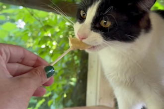 create a ugc video featuring my adorable cats