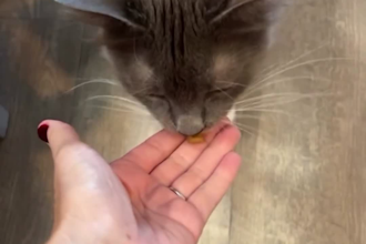 create adorable ugc videos featuring my cat or dog to promote your pet brand