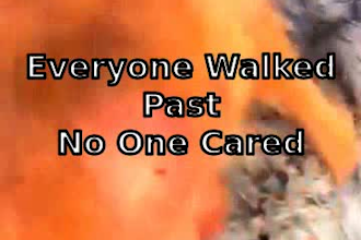 edit dog rescue video with viral captions voiceover