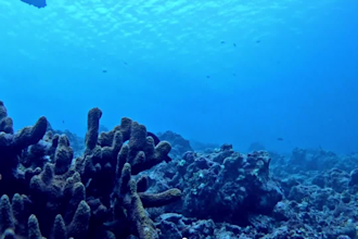 edit and color grade your professional diving videos