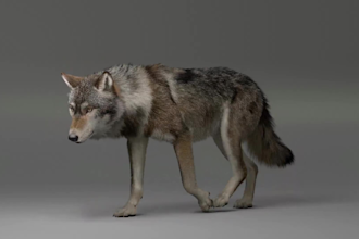 create realistic 3d animal character, 3d modeling and 3d animation
