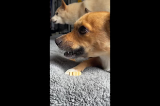 create dog and cat ugc videos for your brand
