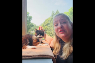 create scroll stopping ugc for cat brands and more