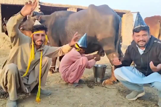 wish african happy birthday video or happy birthday video