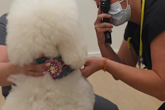 create engaging ugc content for pets, beauty, and lifestyle