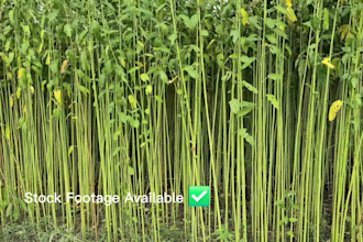 provide 4k commercial jute farming b roll footage bundle