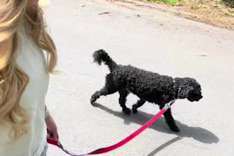 film realistic ugc videos for pet food and pet brands