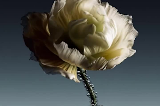do 3d flower animation 3d flower model 3d plant animation flower animation