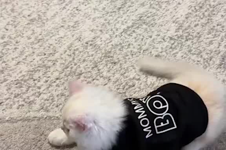 create engaging cat ugc videos for your pet brand