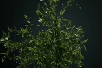 create 3d realistic of plants and flowers, 3d flower, plant animation, cgi vfx