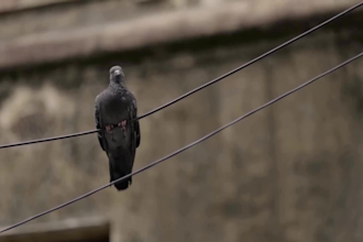 professionally color grade your video